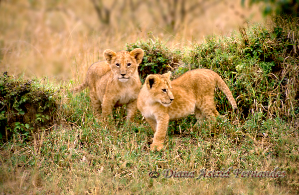 Lion-Cubs-Masai-Mara-Kenya